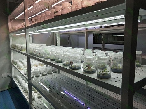 高密植物组织培养实验室设计建设方案